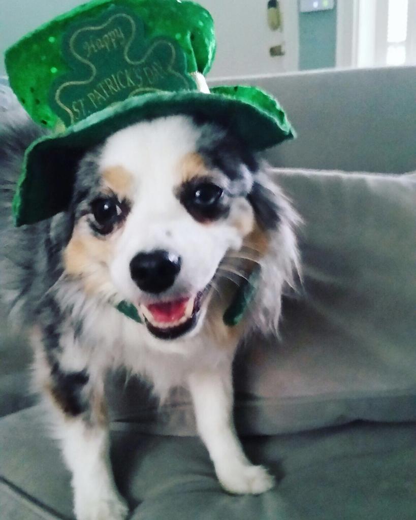 Our dog Méabh wearing a St. Patrick's Day hat