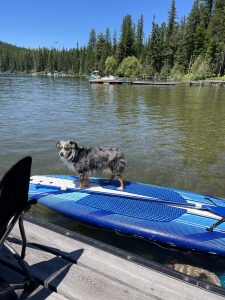 Dog on a paddleboard