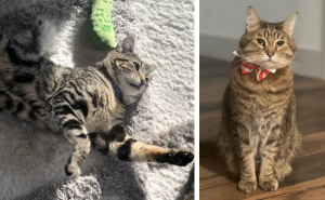Tabby cat with a bow tie