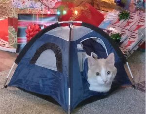cat in tent