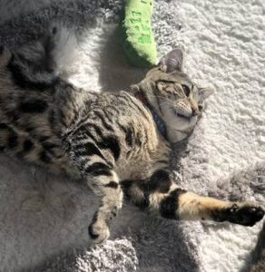 tabby cat with bow tiexa